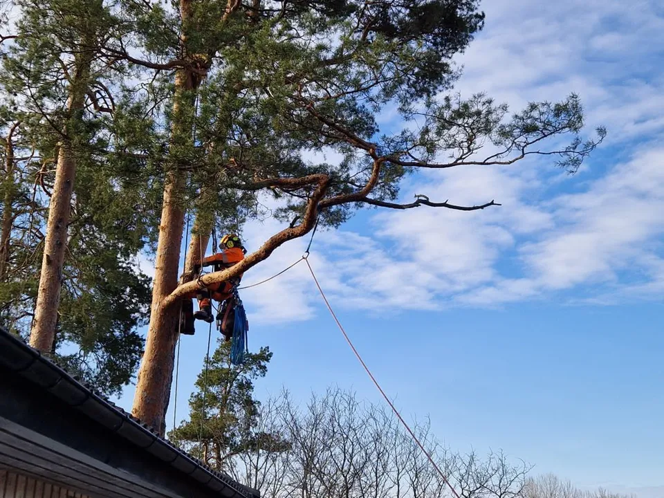 Arborist i arbete uppe i ett träd med rep och klätterutrustning